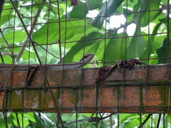 Mastigodryas boddaerti