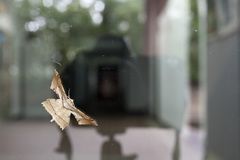 Krananda latimarginaria