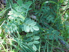 Astragalus americanus