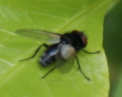 Leucostoma