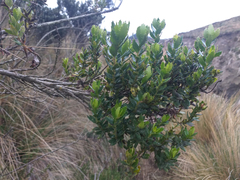 Monticalia arbutifolia