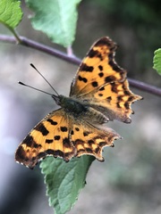 Polygonia c-album