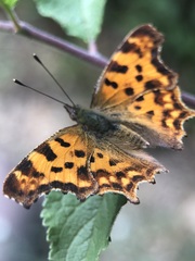 Polygonia c-album