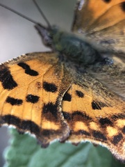 Polygonia c-album