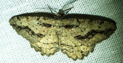Neoalcis californiaria