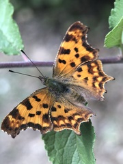 Polygonia c-album