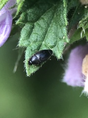 Coleoptera