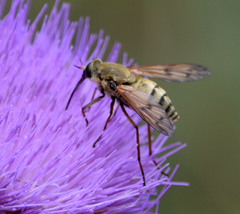 Pangonius pyritosus