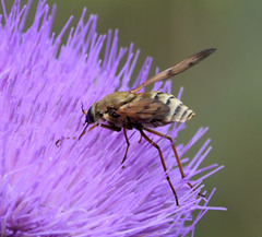 Pangonius pyritosus