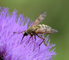 Pangonius pyritosus