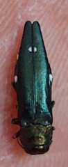 Agrilus biguttatus