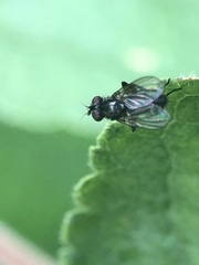 Diptera