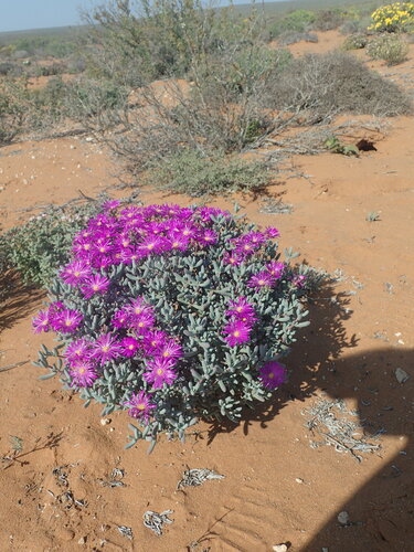 Image of Malephoropsis otzeniana by no rights reserved