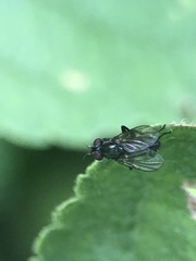Diptera