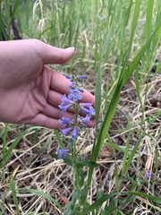 Penstemon virens