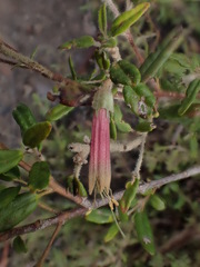 Correa decumbens