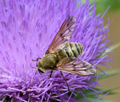 Pangonius pyritosus