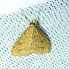 Udea profundalis