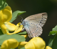 Iolana iolas
