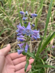 Penstemon virens
