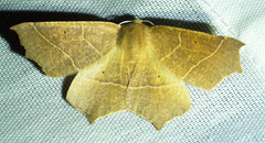 Tetracis cervinaria