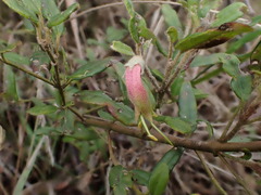 Correa decumbens