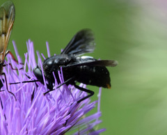 Pangonius funebris