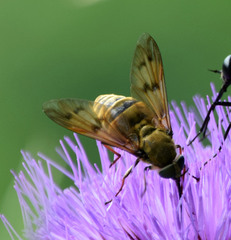 Pangonius pyritosus