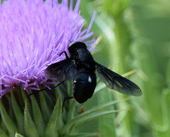 Pangonius funebris