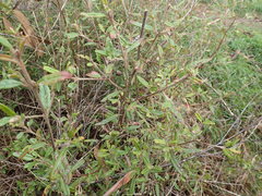 Correa decumbens