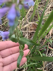 Penstemon virens
