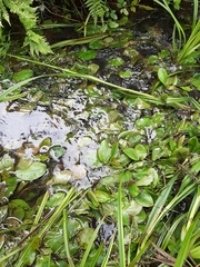 Potamogeton polygonifolius