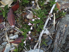 Veronica morrisonicola