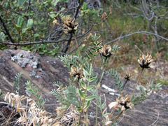 Astragalus laxmannii