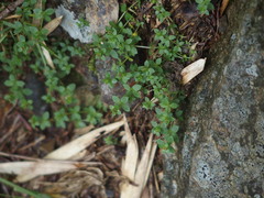 Galium morii
