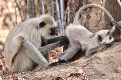 Semnopithecus entellus