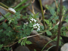 Galium echinocarpum