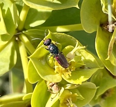 Chrysis gracillima