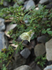Rubus pungens oldhamii