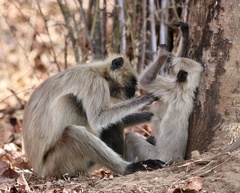 Semnopithecus entellus
