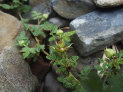 Rubus pungens oldhamii