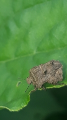 Cyrtocoris