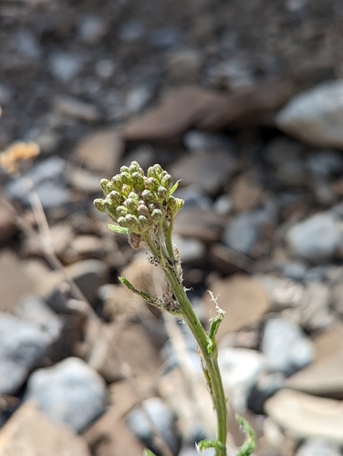 Image of Achillea borealis by no rights reserved