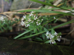 Galium echinocarpum