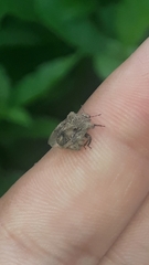 Cyrtocoris
