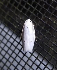 Antaeotricha albulella