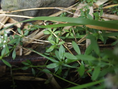 Galium echinocarpum