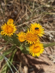 Pentanema montanum