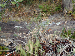Astragalus laxmannii
