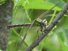 Ophiogomphus smithi